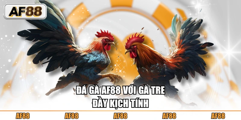 Đá gà AF88 với gà tre đầy kịch tính